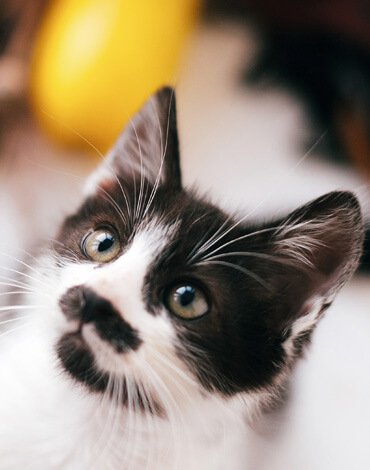 Gato